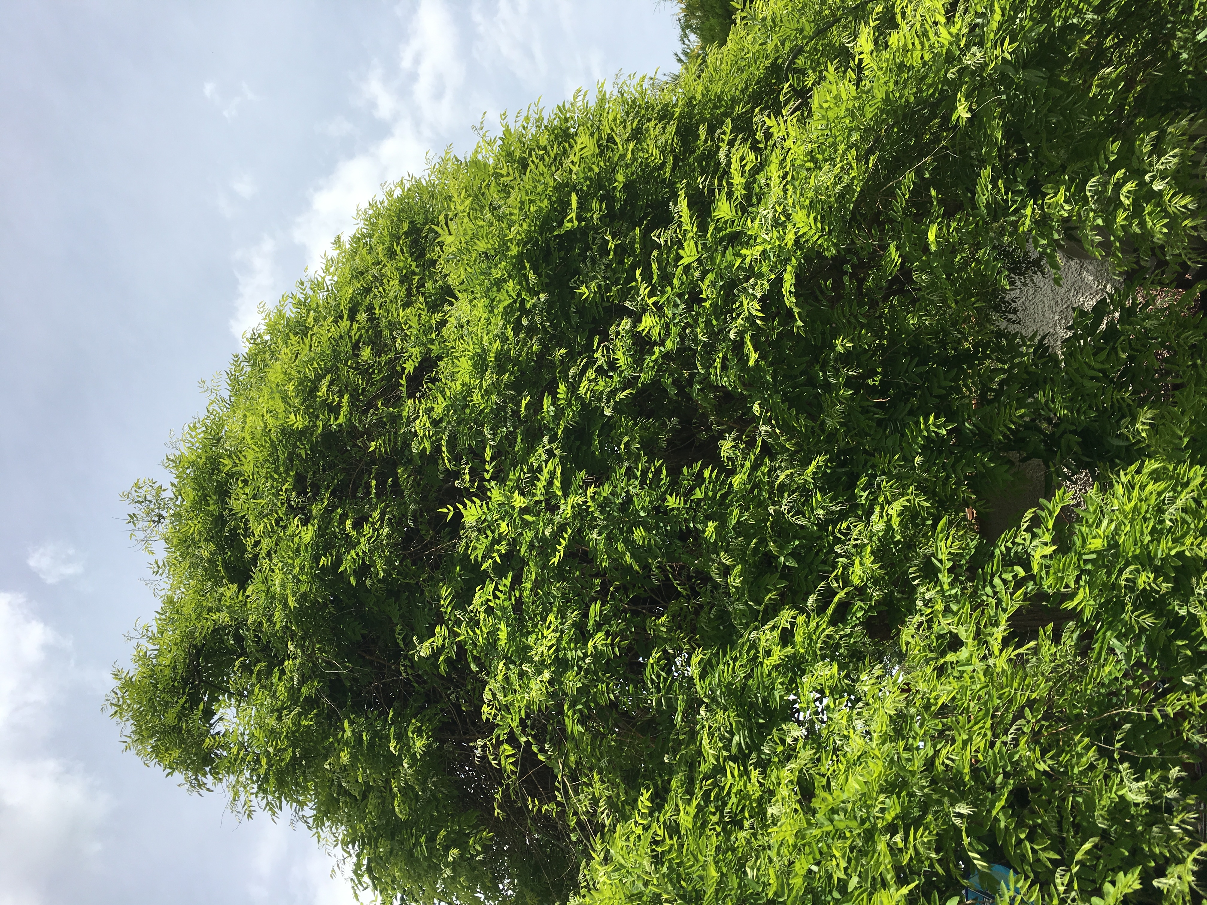 Sophora du Japon en feuilles, 2020